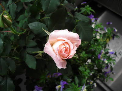 CIMG0994-s.jpg