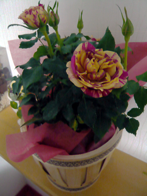 P1040578.JPG